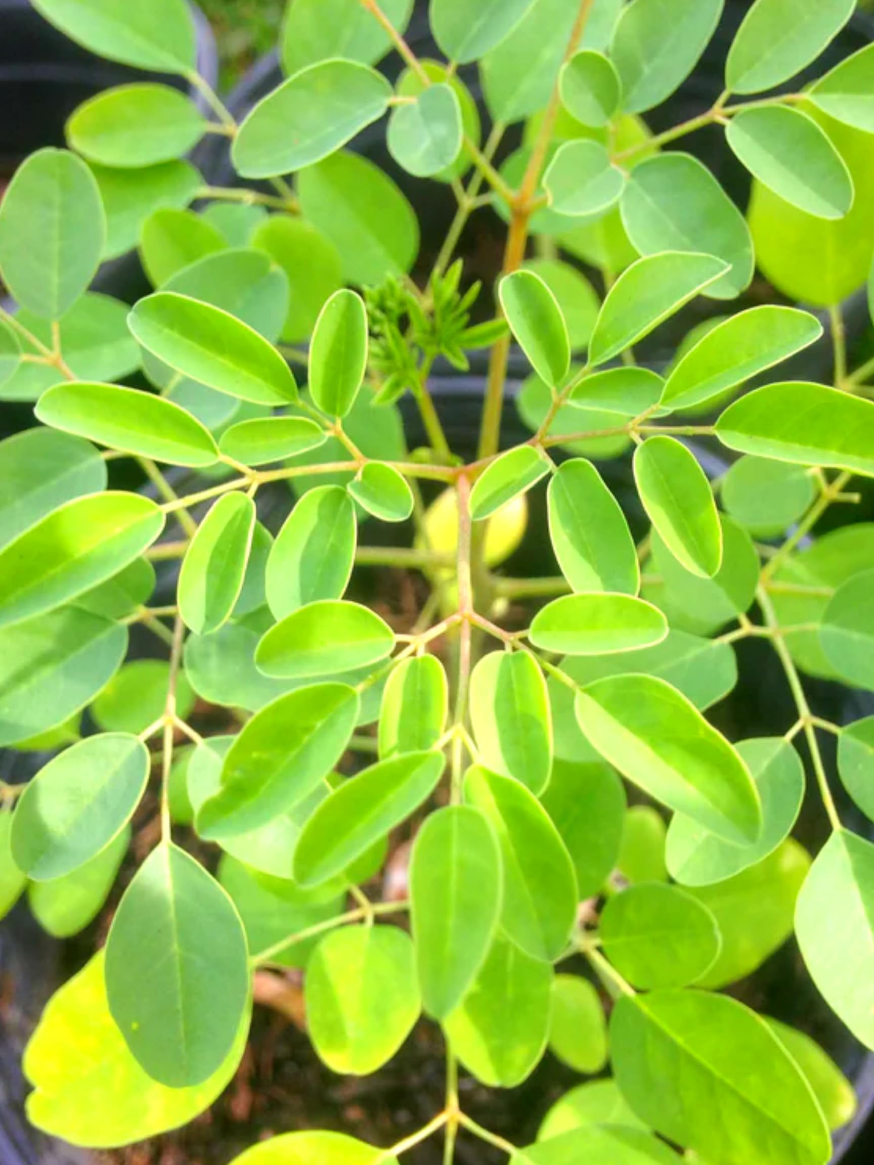 2 Pots Live Malunggay Plants, Moringa Oleifera Live Trees, 6-8" in Tall Drumstick Horseradish Trees Herb for Planting, 7 Months Old Tree