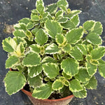 04 Cuban Oregano Plants Live, Live Variegated Cuban Oregano Plant Indoor, 3 to 6 Inc Tall, Mexican Mint Plant, Spanish Thyme Herb Plant Indoor