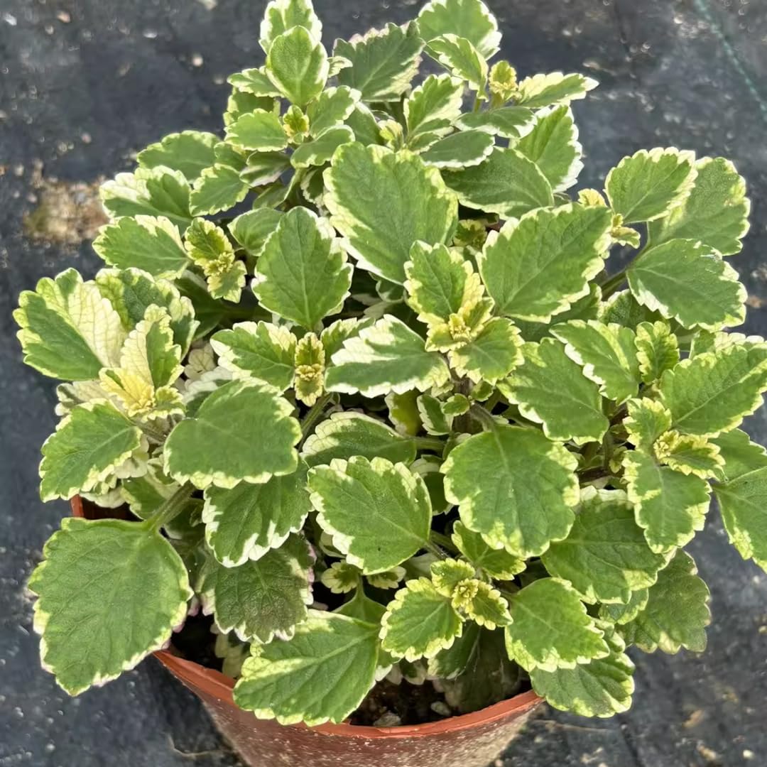 04 Cuban Oregano Plants Live, Live Variegated Cuban Oregano Plant Indoor, 3 to 6 Inc Tall, Mexican Mint Plant, Spanish Thyme Herb Plant Indoor