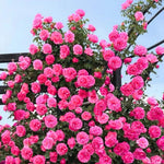 Pink Climbing Rose Live Plant, 6 Months Old Starter, Fragrant Purple Climbing Roses for Planting Outdoor, No Pot