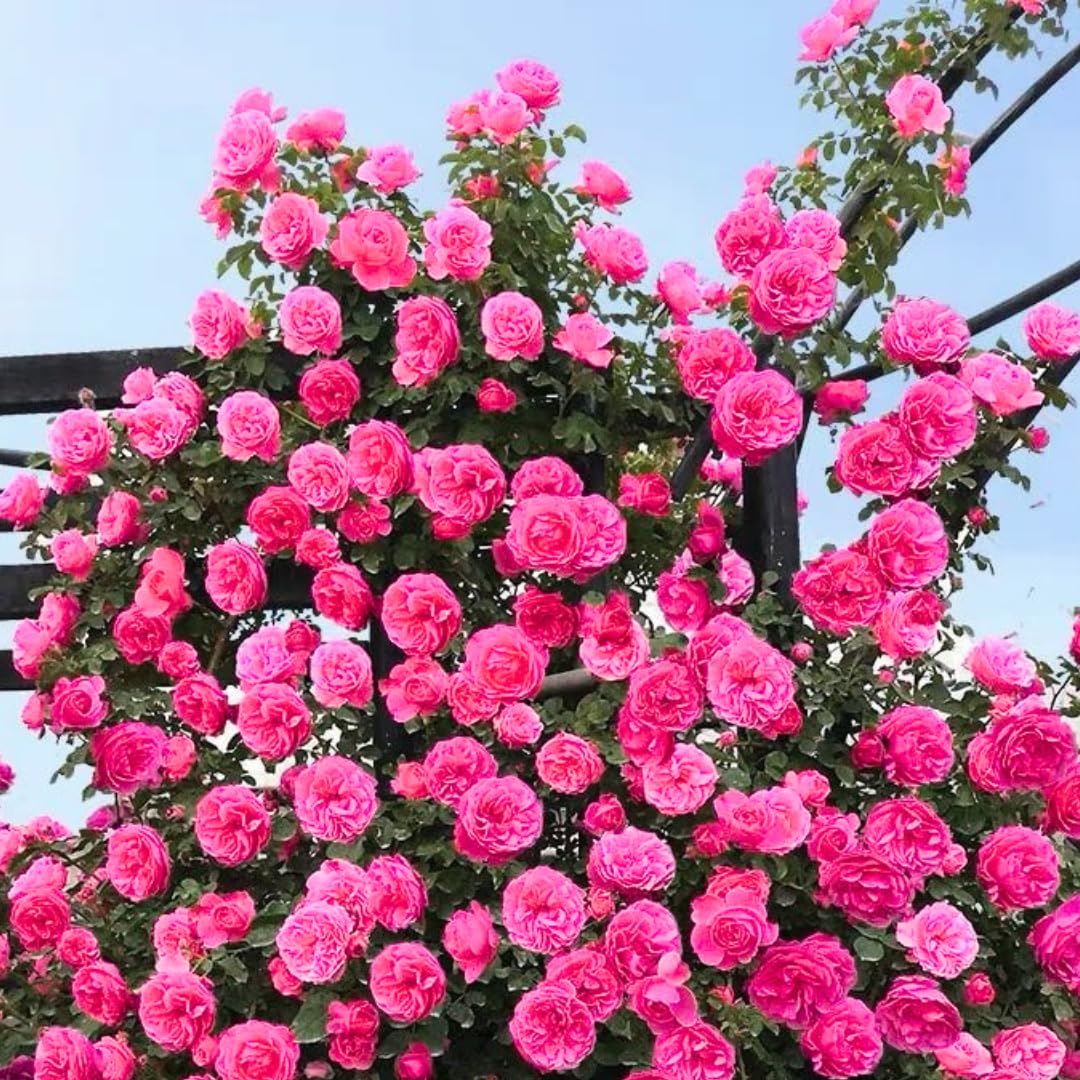 Pink Climbing Rose Live Plant, 6 Months Old Starter, Fragrant Purple Climbing Roses for Planting Outdoor, No Pot
