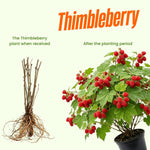 Thimbleberry Raspberry Plant, Sweet Raspberry Bush Live Plant, 6-12'' Heights, Raspberries Fruit Well Rooted for Outdoor Planting