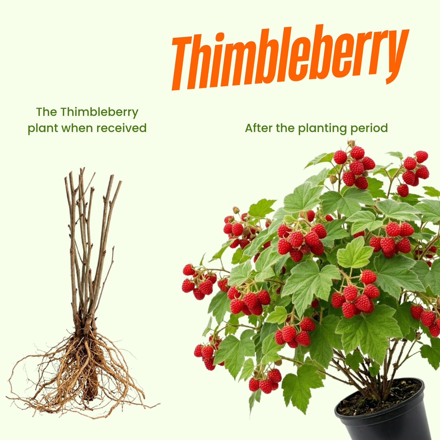 Thimbleberry Raspberry Plant, Sweet Raspberry Bush Live Plant, 6-12'' Heights, Raspberries Fruit Well Rooted for Outdoor Planting