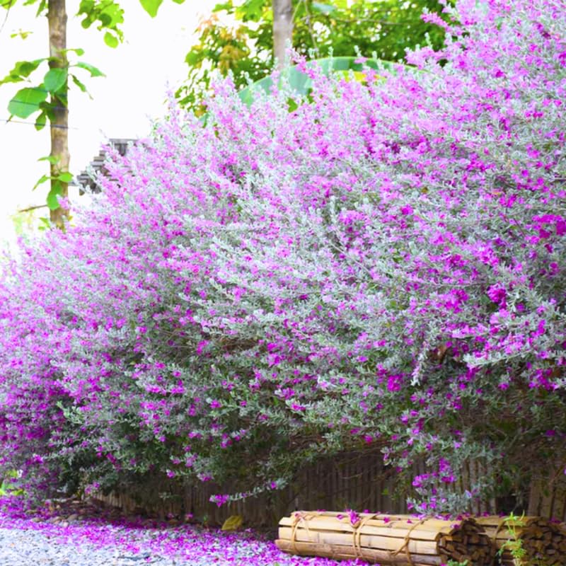 4 Fragrant Sage Salvia Live Plants, Planting in Spring Sage Plants Live, 5 to 10 Inches in Tall, Change Color (Texas)