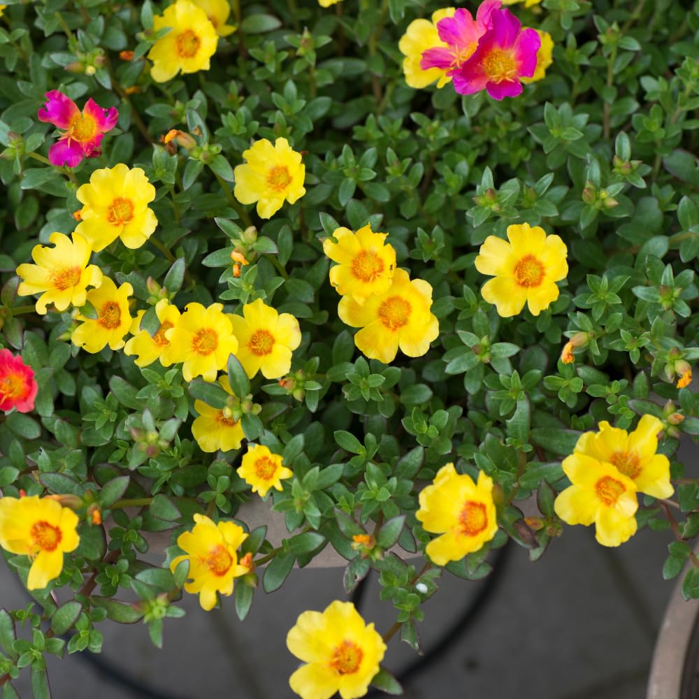 Yellow Purslane Plants Live, 3 to 5 Inc Tall, Purslane Portulaca Plants Pot 4'', Flower Plant Gardening Outdoor