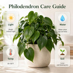 Philodendron Plant Live, Rare Variegated Philodendron Houseplant for Planting, Home Office Decor 4 to 8 Inches (Pink Variegated)