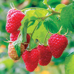 Pack 4 Raspberry Bushes Live Plants, No Pot, Everbearing Red Raspberry Plants Live for Planting, 5-9 Inc in Tall, Zones 4-8 Cold Hardy (Sweet Red Caroline)