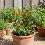 Pepper Plants, Hot Pepper Plants Live in 4 Inches Pot, Chili Pepper Plant, High Yield Pepper Seedling for Home and Garden Growing, 4 to 6 Inc Tall