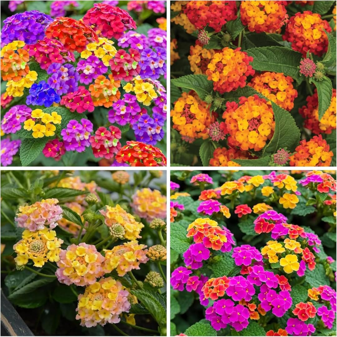 2 Random Blooming Lantana Plants Live, Colorful Perennial, Long-Blooming and Very Hardy, Size 5 to 12 Inches in Tall, Well-Rooted, Outdoor Planting
