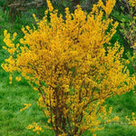 Forsythia Plants Live, Forsythia Plant Well Rooted 4-7 Inch Tall, Lynwood Gold Forsythia Bush for Outdoor Growing 4'' Pot