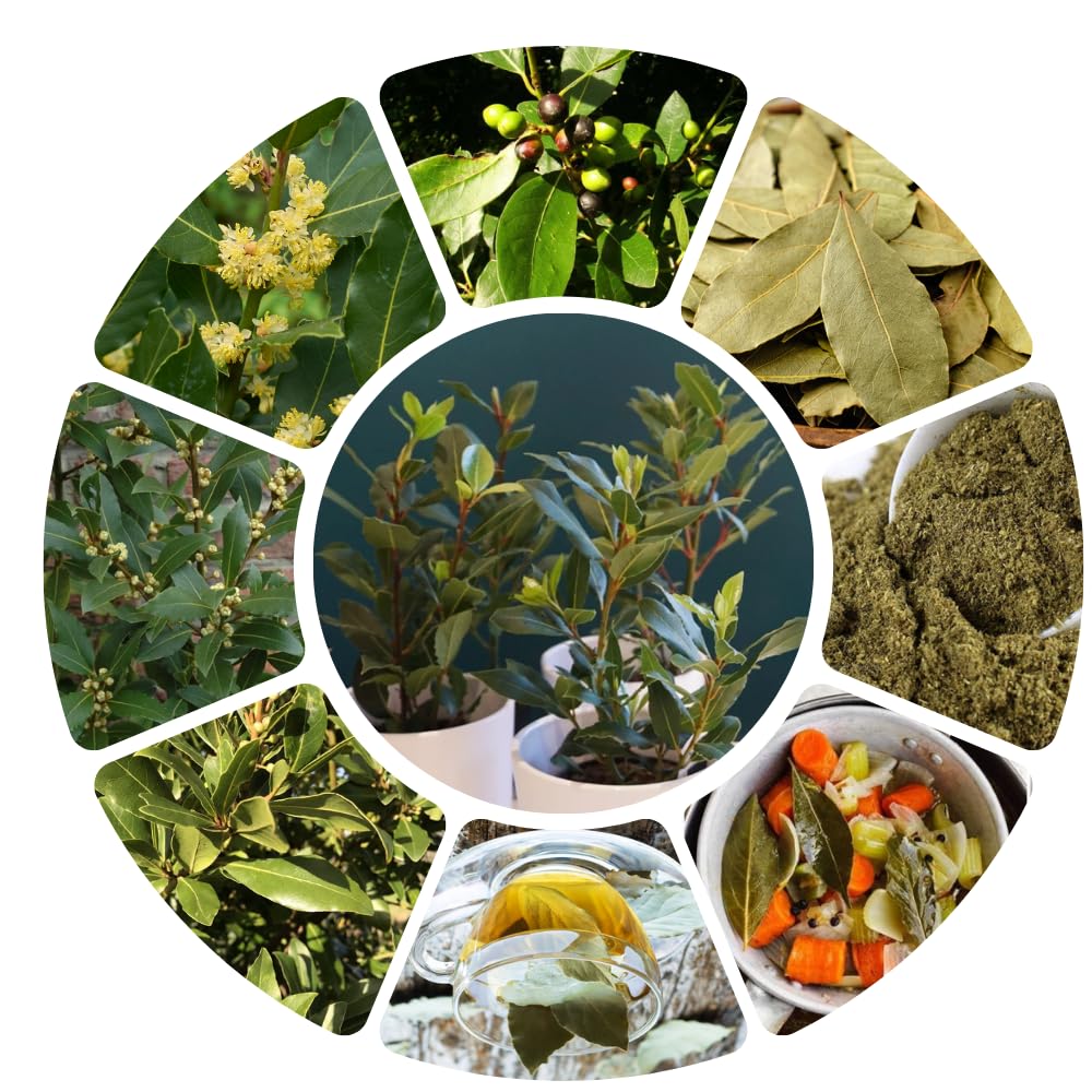 Set of 2 Sweet Bay Laruel Trees Live Plants, Bay Leaf Tree, True Laurus Nobilis Plants from 4 to 6 Inches Tall, Well-Rooted and Cold Hardy