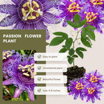 Live Maypop Passion Flower Plant, 4-8" Tall, Purple Passion Flower Vine Plant for Outdoor Gardens, No Pot