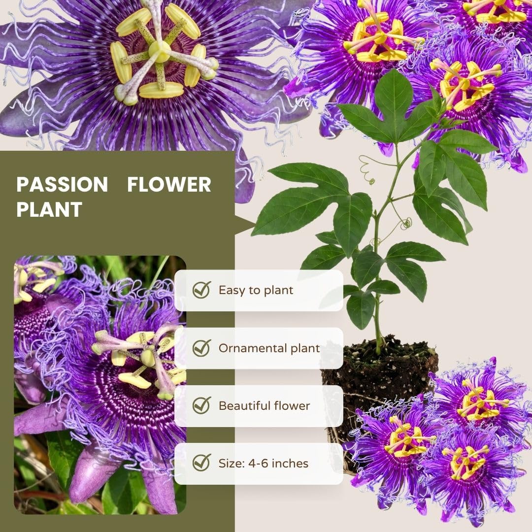 Live Maypop Passion Flower Plant, 4-8" Tall, Purple Passion Flower Vine Plant for Outdoor Gardens, No Pot