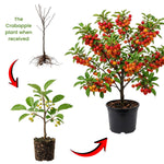 Red Crabapple Plant Live, Apple Tree 6-10'' Tall, Crabapple Bush Live, Crabapples Tree for Outdoor Landscape
