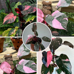Pink Variegated Philodendron Plants Live, Rare Colors, No Pot, Random, Easy Care, Indoor Plant Houseplants Home Decor, 5-9" in Tall