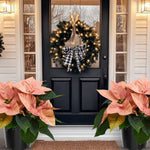 2 Poinsettia Plants Live, Pink Poinsettia Flowers Christmas Decorations, Holiday Houseplant, Poinsettias Trees Plants, No Pot, 5-9" Tall