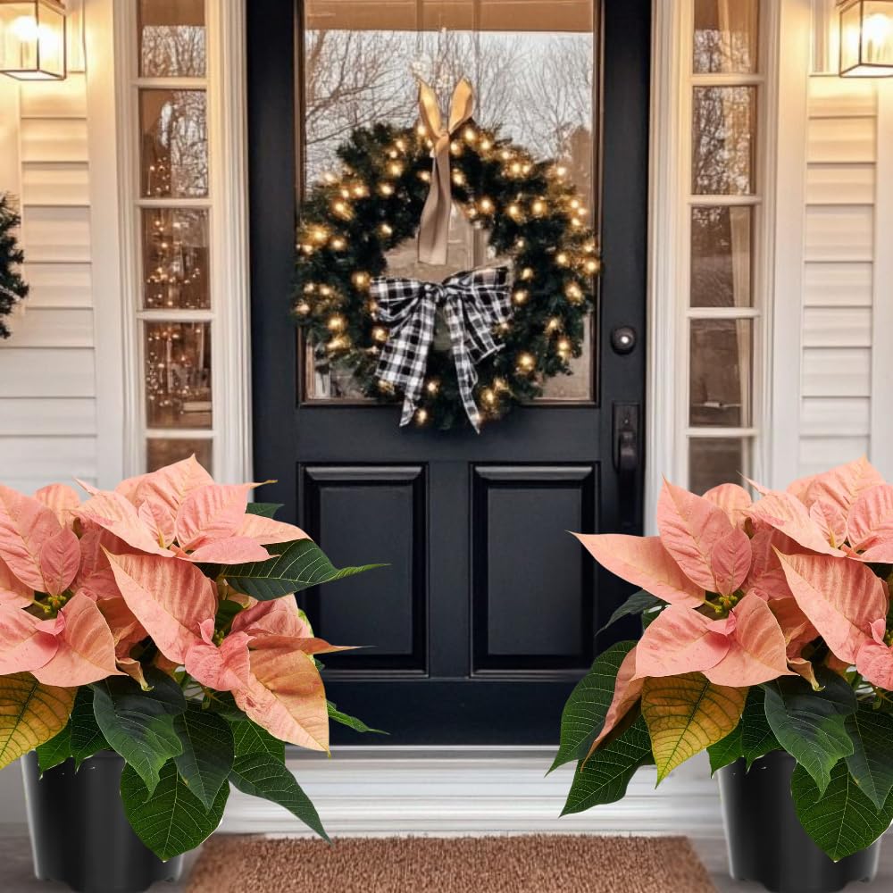 2 Poinsettia Plants Live, Pink Poinsettia Flowers Christmas Decorations, Holiday Houseplant, Poinsettias Trees Plants, No Pot, 5-9" Tall