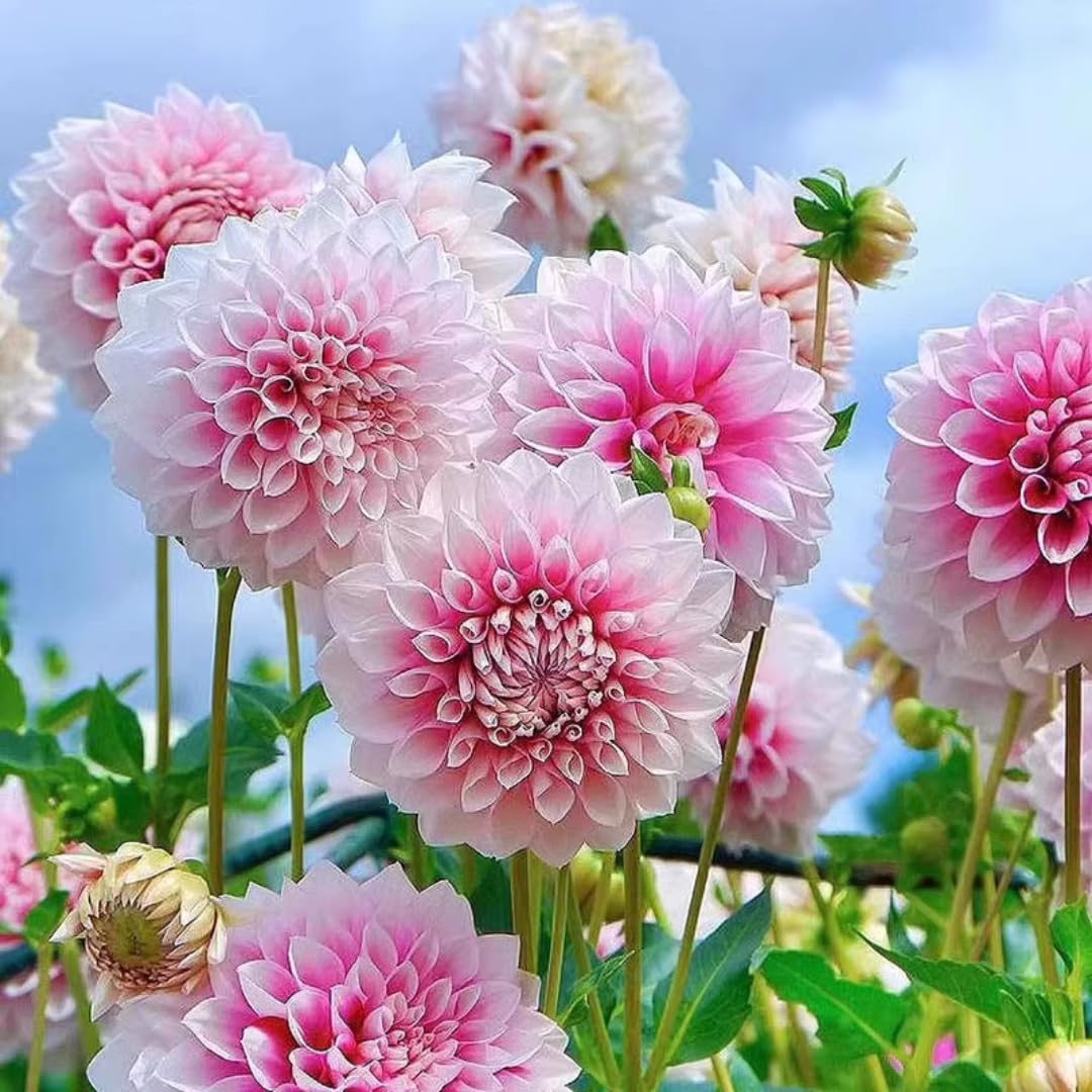 2 Dahlia Bulbs for Spring Planting, Dahlia Bulbs for Planting Indoor and Outdoor (Pink)
