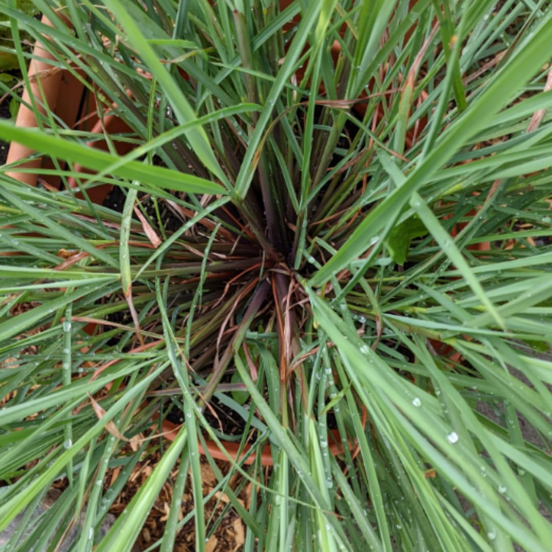 2 Lemon Grass Live Plant, Live Lemon Grass, Lemon Grass Plants, Lemongrass Plant, Live Lemongrass Plant