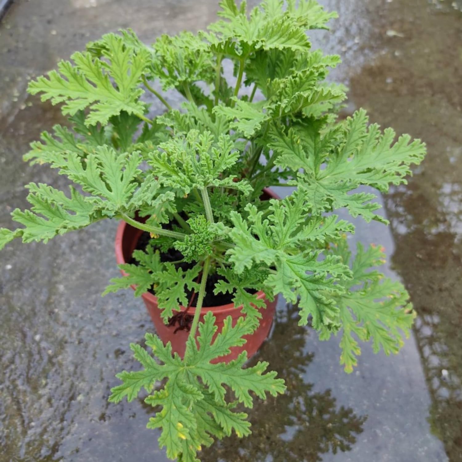 Set 4 Citronella Plants Live, 3 to 6 Inches Tall, Live Citronella Plant Indoor, Citronella Plant Outdoor Patio Garden