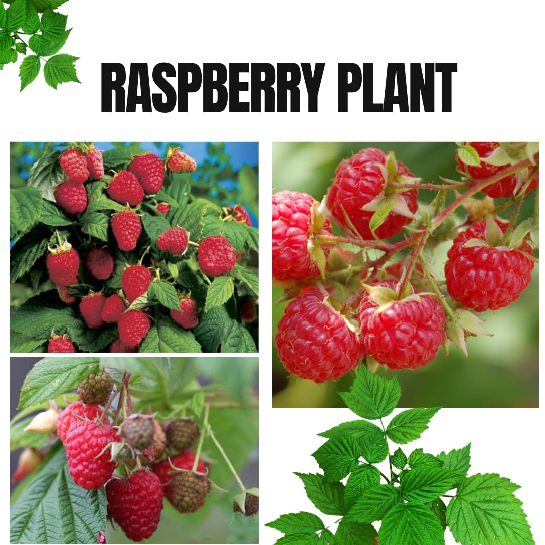 4 Hardy Raspberry Trees Live Plants, Purple Everbearing Raspberries Bushes Plants 5 to 10 Inc Tall, Well-Rooted, No Pot, Sweet Flavor (Caroline Red)