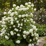 Snowball Plant Live 7-12 Inch Tall, Snowball Bush Live Shrub 4 Inch Pot, Viburnum Flowering Plant for Outdoor Garden, No Pot