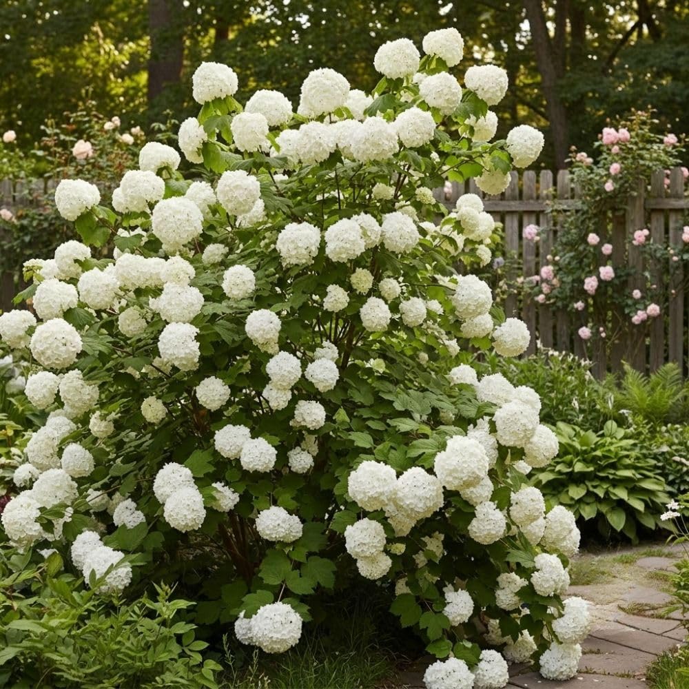 Snowball Plant Live 7-12 Inch Tall, Snowball Bush Live Shrub 4 Inch Pot, Viburnum Flowering Plant for Outdoor Garden, No Pot