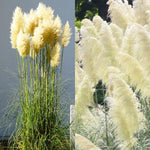 2 White Pampas Grass Plants Live, Ornamental Grasses Live Plants Perennial, Pampas Grass Live Plants Outside