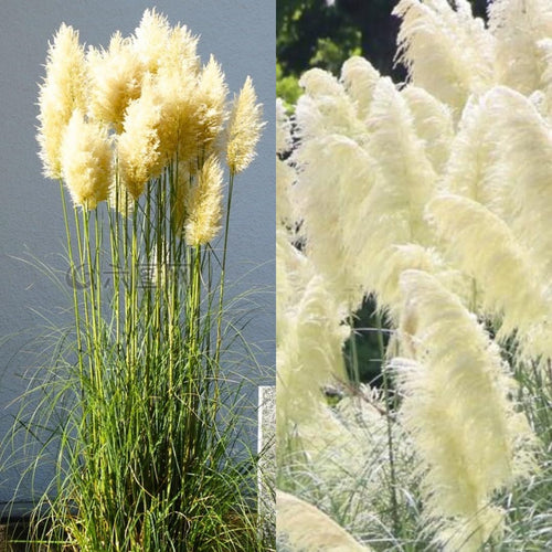 2 White Pampas Grass Plants Live, Ornamental Grasses Live Plants Perennial, Pampas Grass Live Plants Outside