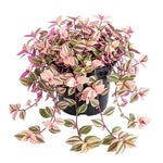 Pink Wandering Jew Plant Live, Tradescantia Pink Plant, Vibrant Foliage Houseplant, 4-7 Inches Tall in 3.25 Inch Pot for Indoor Planting