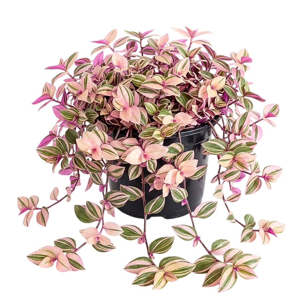 Pink Wandering Jew Plant Live, Tradescantia Pink Plant, Vibrant Foliage Houseplant, 4-7 Inches Tall in 3.25 Inch Pot for Indoor Planting