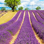 4 Blue Lavender Plants Live for Outside Planting, Perennial Bloom, Live Lavender Plants 5–9 Inches Tall with Fragrant Flowers for Spring Growing