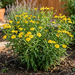 Set of 2 Texas Tarragon Live Plants, Tarragon Plant Live, 4-6 Inches Tall, Culinary Herb Plants for Outdoor Planting