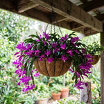 2 Purple Christmas Cactus Live Plants, Easy Care Houseplant, 4-7'' Tall