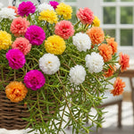 Double Portulaca Moss Rose Plants Live, 2 Mix Portulaca Plants Pots Flower Ground Cover Plant Hanging Basket