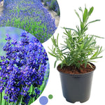 1 Lavender Plant Live Indoor, Lavandula Perennial Tree Live Plant for Planting, Fragrant Flowers, Well-Rooted 4-8" Height (Hidcote Blue Lavender)