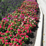 2 Mix Vinca Plants Live Ground Cover, 3-6" Tall Trailing Vinca Flowers for Garden Beds, Pots, Outdoor Landscaping, in Pot