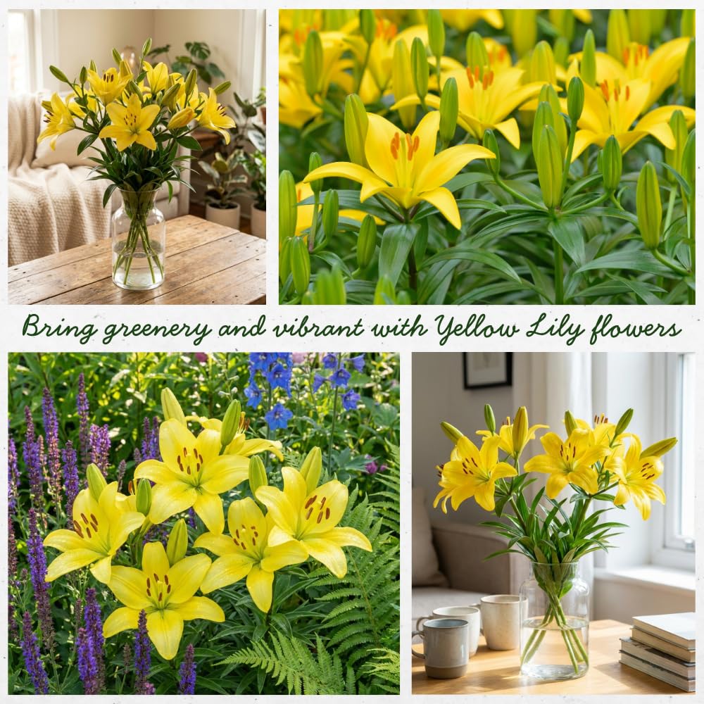 Yellow Lily Bulbs for Planting, Bright Sunny Blooms, Summer Flowering Perennial Garden Flowers, Lily Bulbs for Containers and Outdoor Garden, 4 Bulbs