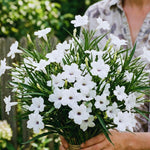 6 White Mexican Petunia Live Plants, Petunia Flower Plants Live from 4 Inc Tall, Outdoor Indoor Shrub Plant