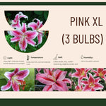 Set 3 Large Pink Lily Bulbs, 4-6 Inch, Pink Lilies Bulbs, Flowering Bulb for Outdoor Garden Beds and Containers