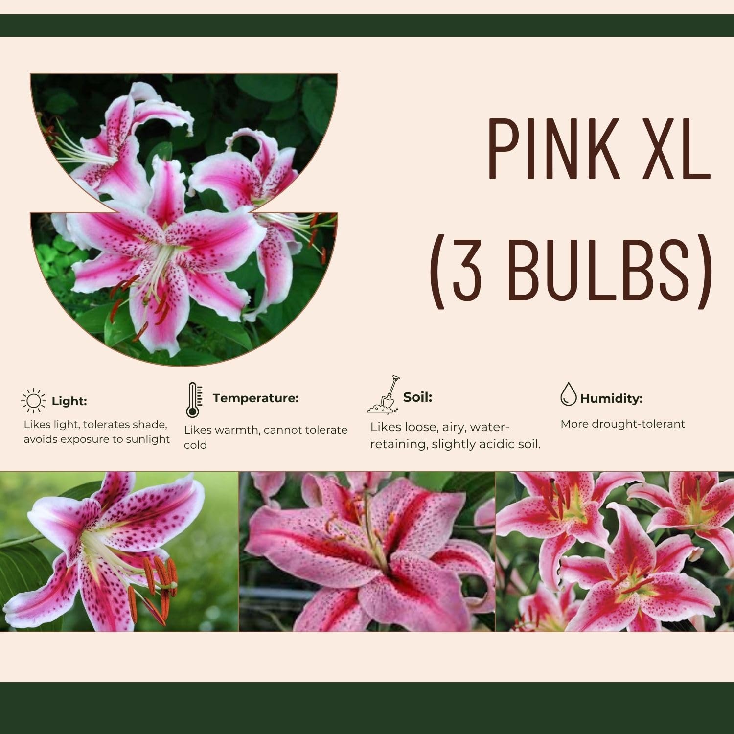 Set 3 Large Pink Lily Bulbs, 4-6 Inch, Pink Lilies Bulbs, Flowering Bulb for Outdoor Garden Beds and Containers