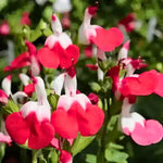 Hot Lips Salvia Live Plants, 2 Starter Sage Plants in 4 Inch Pot, Red and White Salvia Plants 4–8" Tall