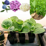 Hydrangea Plant Live Tree, Blooming Garden Bush Hardy Hydrangea Shrub, Random Flowering Plant Indoor Outdoor Well-Rooted 5-9 Inc Tall, Stater Plant