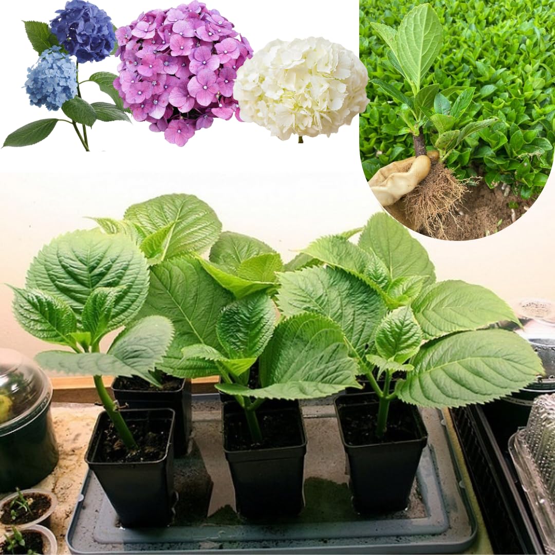 Hydrangea Plant Live Tree, Blooming Garden Bush Hardy Hydrangea Shrub, Random Flowering Plant Indoor Outdoor Well-Rooted 5-9 Inc Tall, Stater Plant