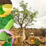 1 to 2 Moringa Plants Live Tree, 6 to 10" Moringa Oleifera Plant, Well Rooted, Cold Hardy, Spring Planting Drumstick Horseradish Tree