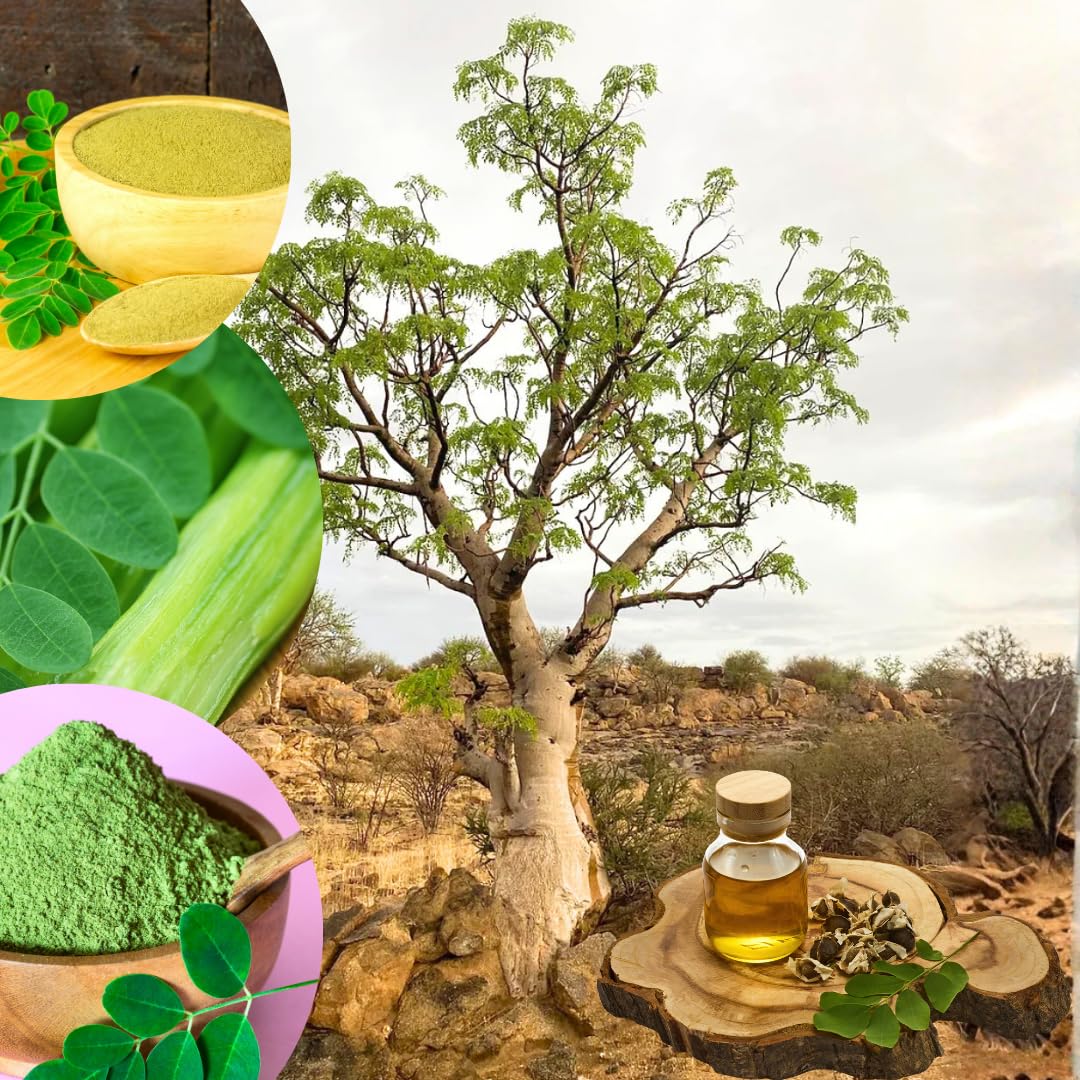 1 to 2 Moringa Plants Live Tree, 6 to 10" Moringa Oleifera Plant, Well Rooted, Cold Hardy, Spring Planting Drumstick Horseradish Tree