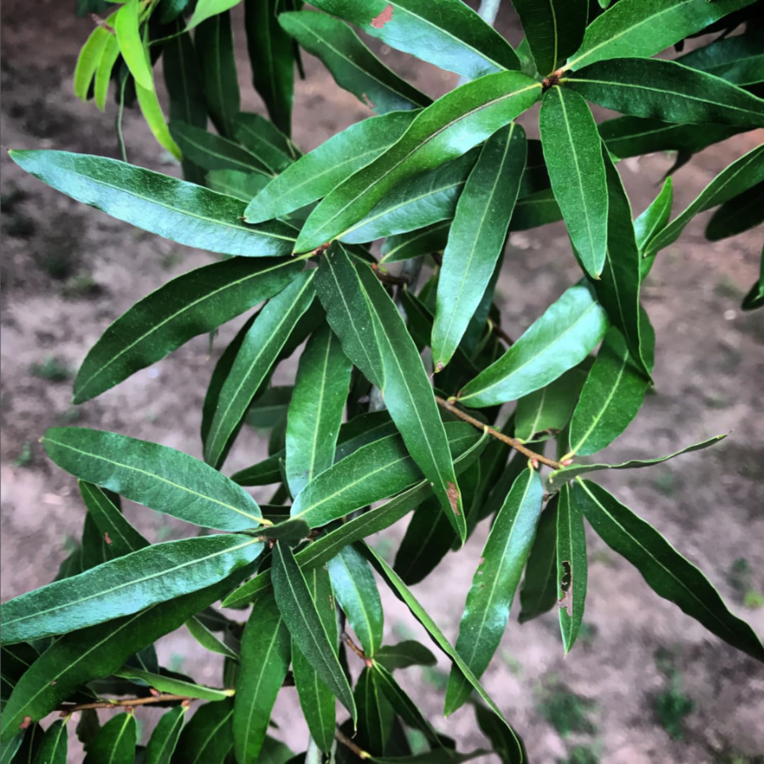 Willow Oak Plant Live, Oak Tree Live for Planting 12-18 Inch Tall, Oak Tree for Yard Growing