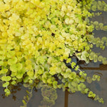 Golden Creeping Jenny Plant Live, 2-3 Inch Tall, Creeping Starter Plant for Ground Cover in Garden, Landscape, and Container Growing