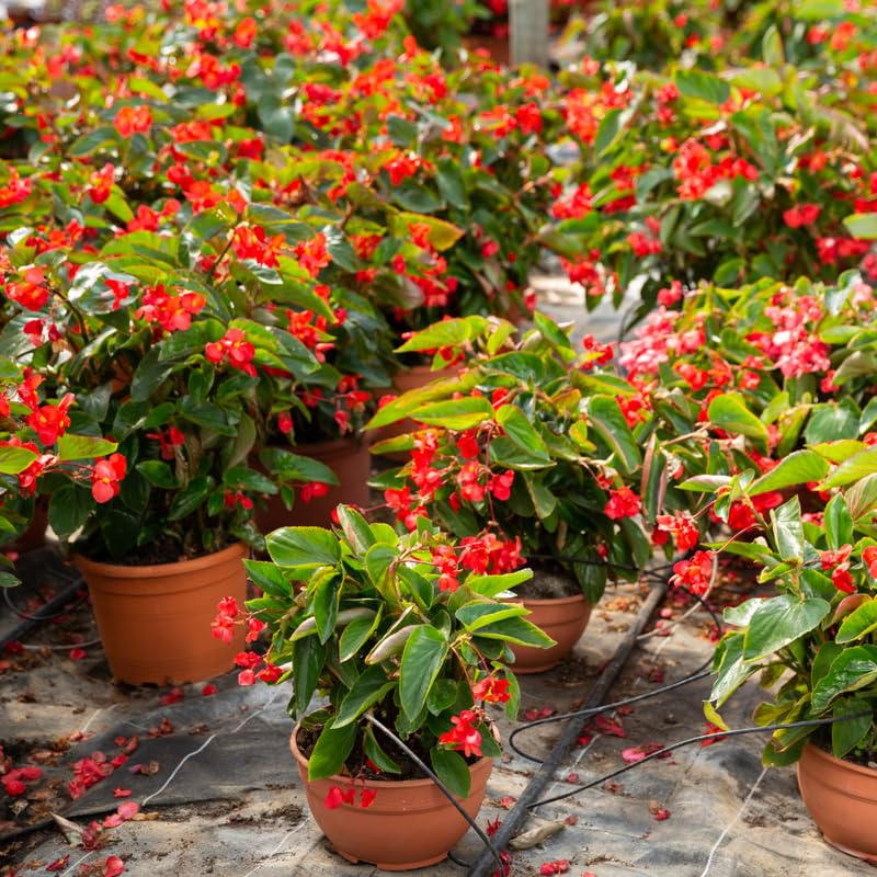 Euphorbia Crown of Thorns Plant, Red Crown of Thorn Plant Live, Succulent Houseplant 4-7 Inches
