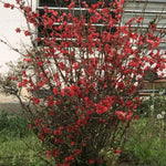 Red Flowering Quince Live Plant Shrub 5 Inch Pot, Chaenomeles Japonica for Yard Garden, Quince Flower Plant 6-8" Tall